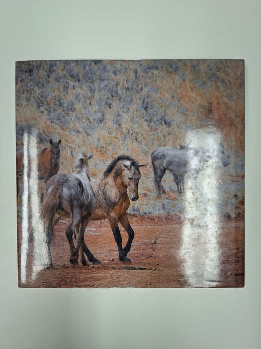 The Wild Horses of the Kaapsehoop Escarpment (Linda Louw)