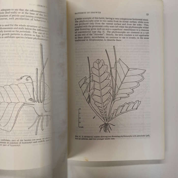 Streptocarpus: An African Plant Study (Hilliard, O. M., Burtt, B. L.)