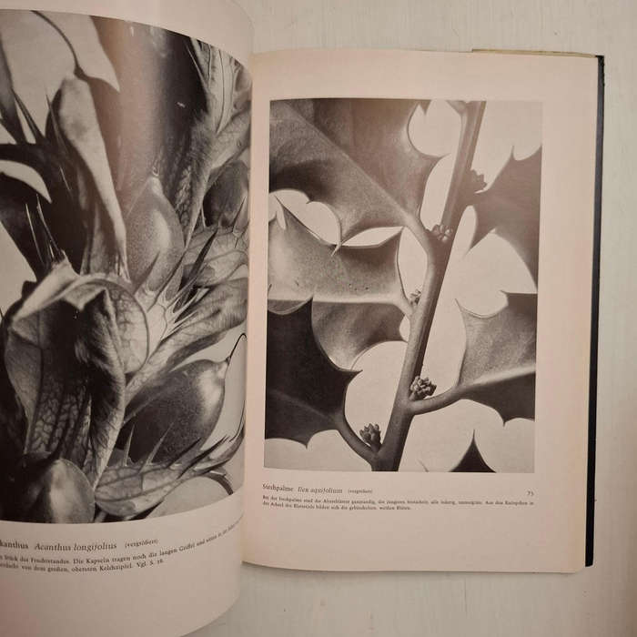 Formen des Lebens. Botanische Lichtbildstudien (Dr. Paul Wolff)