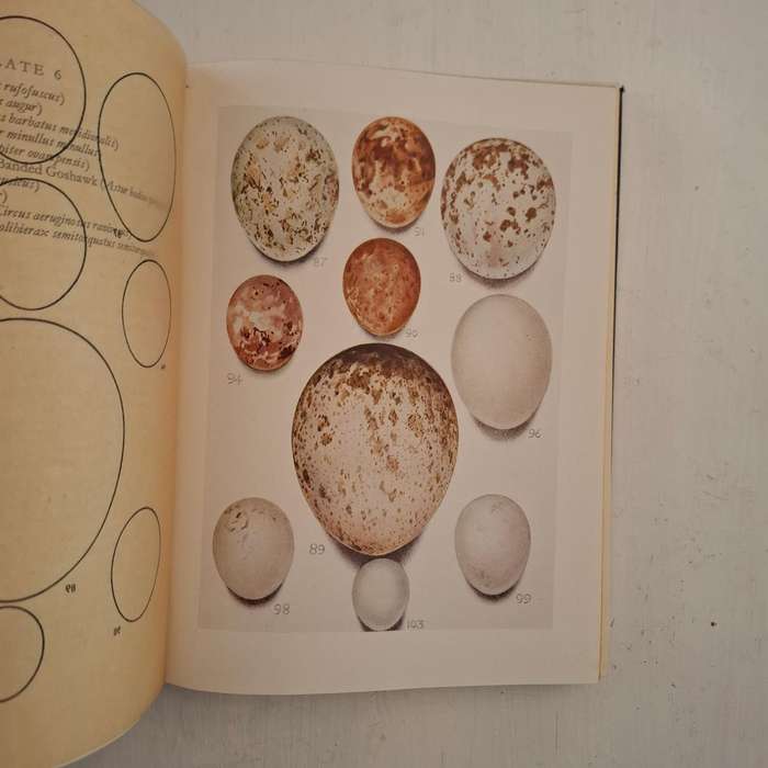 Eggs of Birds Breeding in Southern Africa (Twenty Coloured Plates depicting over four hundred and th
