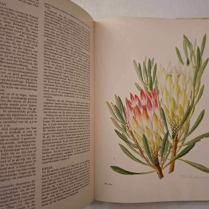 Die Proteas van Suider-Afrika (P.J. Rourke)
