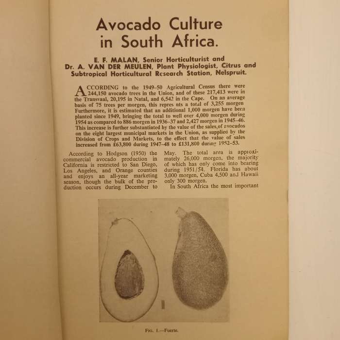 Avocado Culture in South Africa