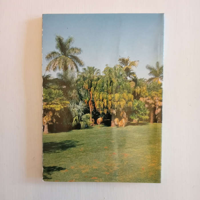 The Palm Collection of the Durban Botanic Gardens: With notes on palm cultivation and identification