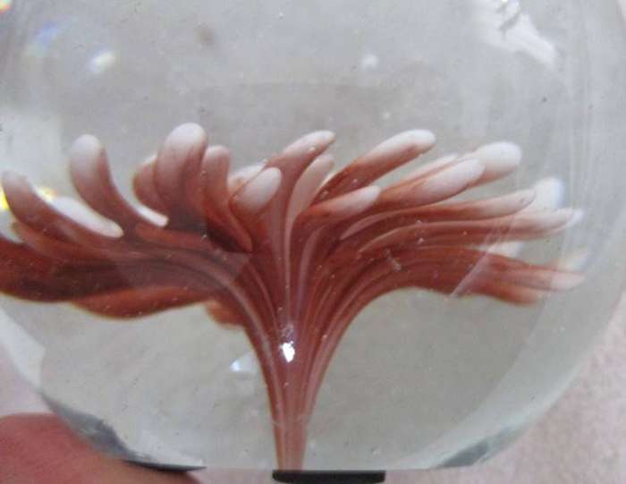 Beautiful glass paperweight with coral image