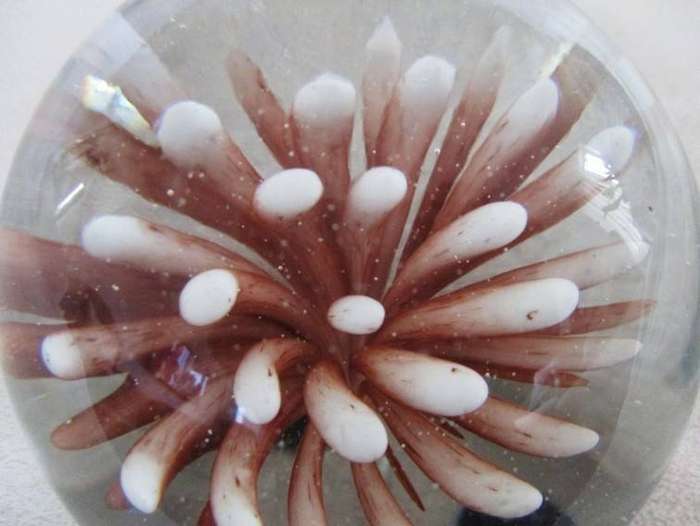 Beautiful glass paperweight with coral image