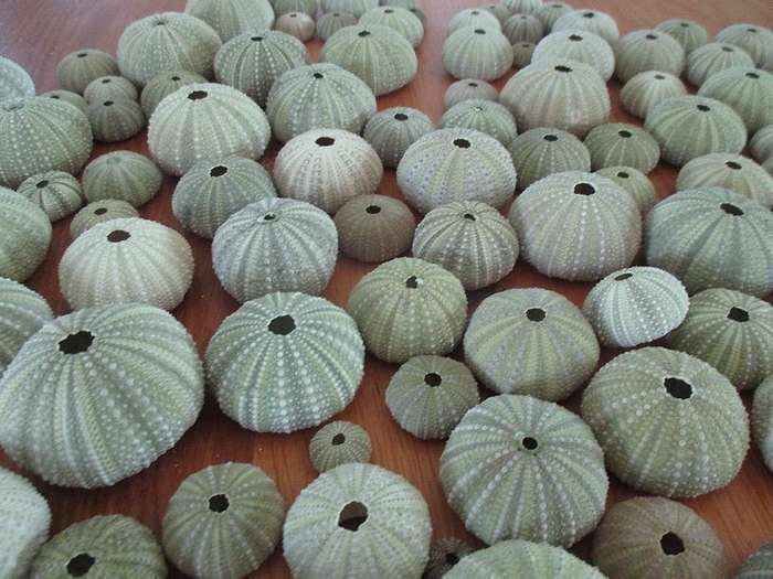An absolutely enormous glass jar full of sea urchin shells - over 140 shells