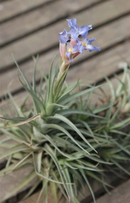 AirPlants Tillandsia Home Decor