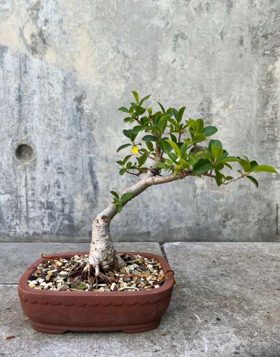 Bonsai Ficus