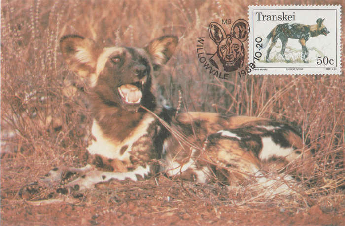 MINT POST CARD MAXI CARD TRANSKEI