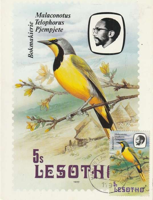 VINTAGE UN USED POST CARD LESOTHO BIRDS