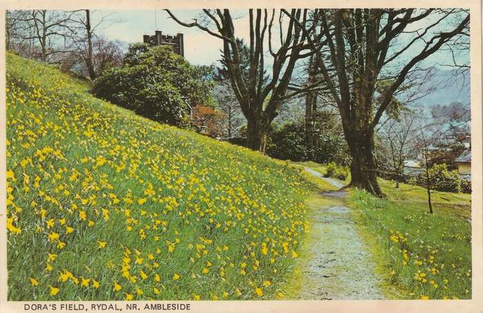 VINTAGE UN USED POST CARD DORAS FIELD