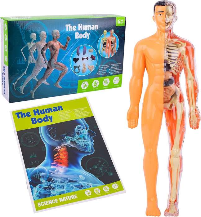Human Anatomy Education Model Figure