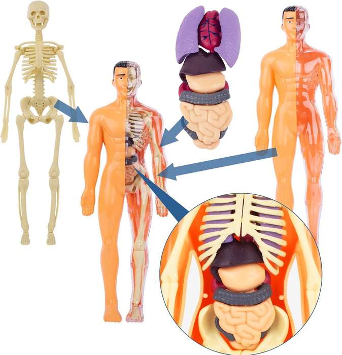 Human Anatomy Education Model Figure