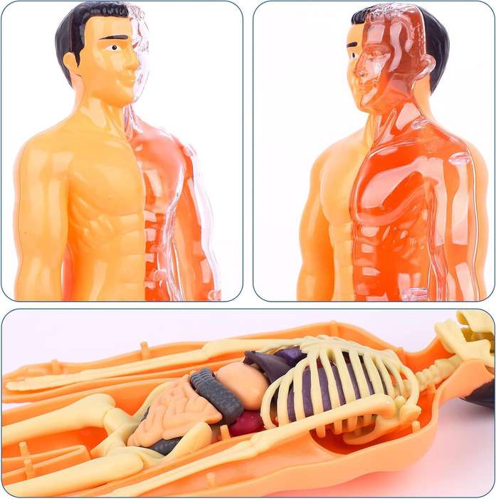 Human Anatomy Education Model Figure