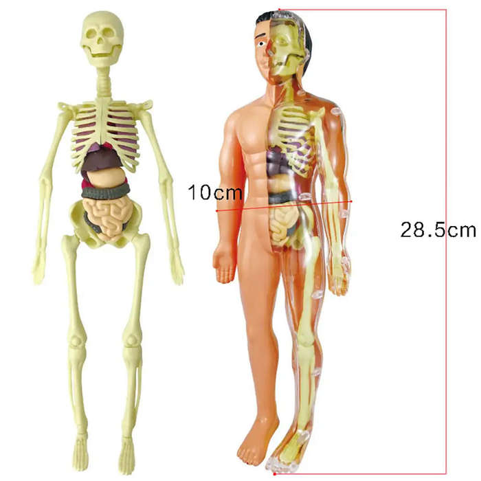 Human Anatomy Education Model Figure