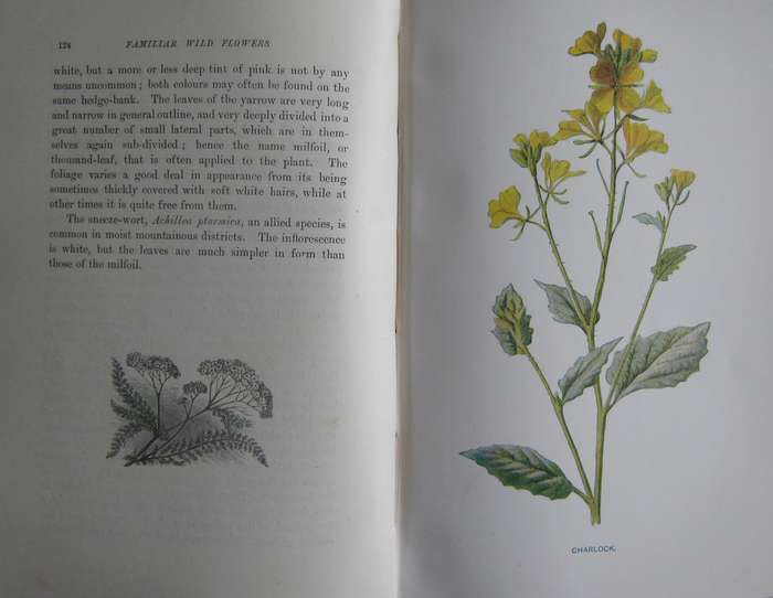 Familiar Wild Flowers  4 Volumes F Edward Hulme