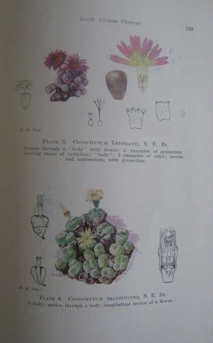 A First Book of South African Flowers