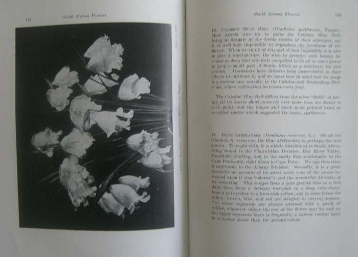 A First Book of South African Flowers