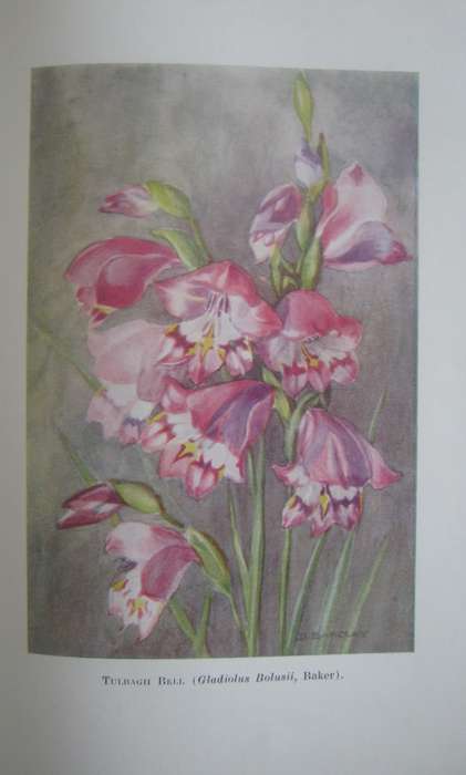 A First Book of South African Flowers