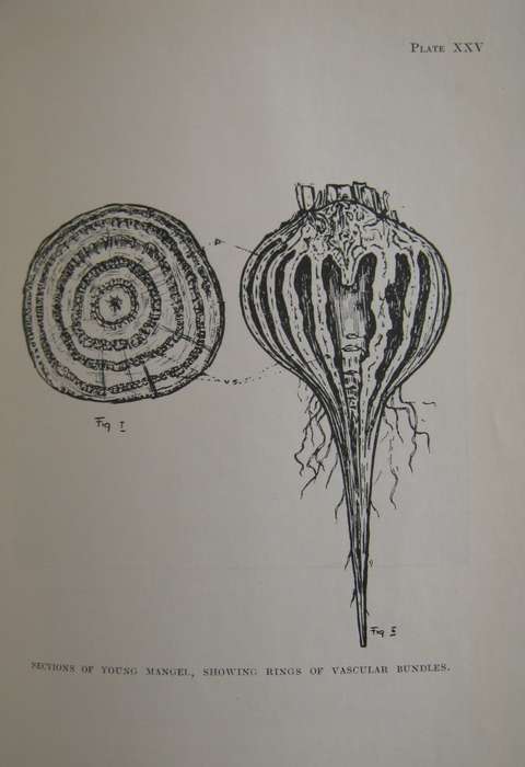 Field Crops in South Africa South African Agricultural Series No 1  Author: H D Leppan & G J Bosman