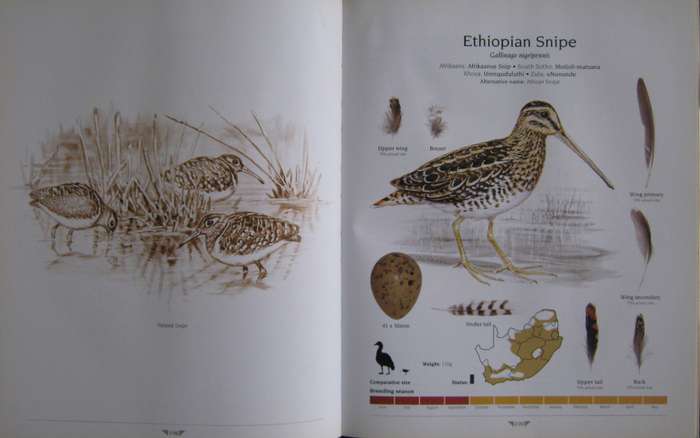 Agreds Game Birds of South Africa Field Identification and Management P J Viljoen.