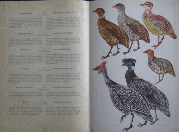 Birds of the Kruger and Other National Parks Stevenson-Hamilton Edition
