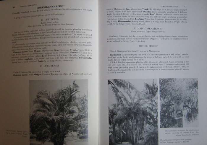 Palms of the World & Supplement to Palms of the World
