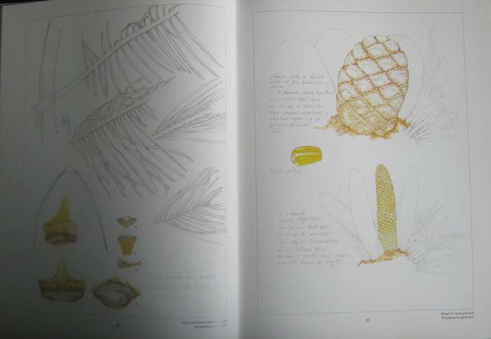 Cycads of Africa  Douglas Goode - Signed copy with slipcase