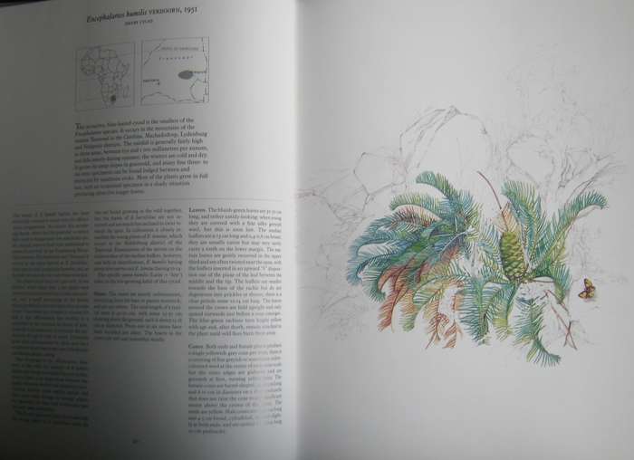 Cycads of Africa  Douglas Goode - Signed copy with slipcase
