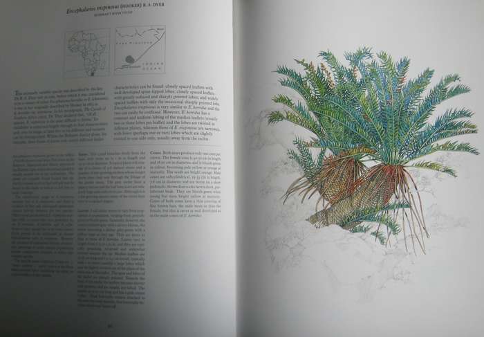 Cycads of Africa  Douglas Goode - Signed copy with slipcase