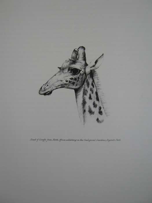 Portraits of the Game and Wild Animals of Southern Africa Captain W. Cornwallis Harris