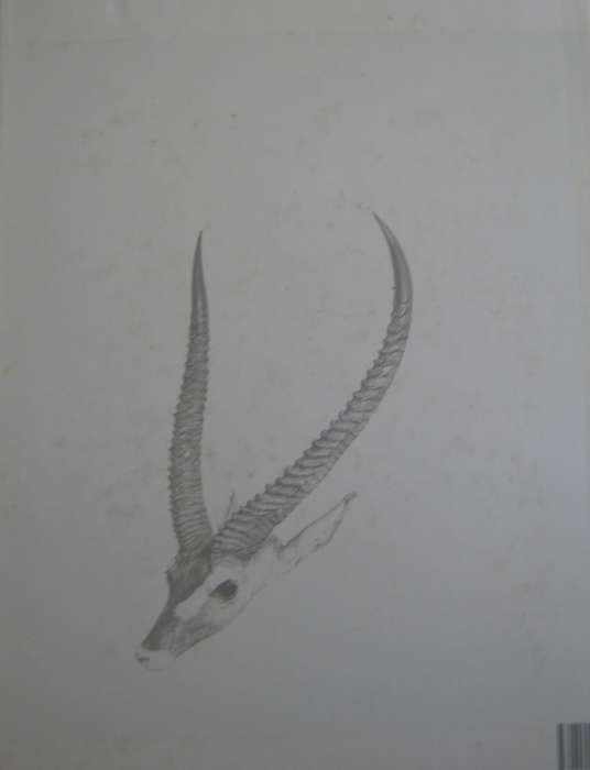 Portraits of the Game and Wild Animals of Southern Africa Captain W. Cornwallis Harris