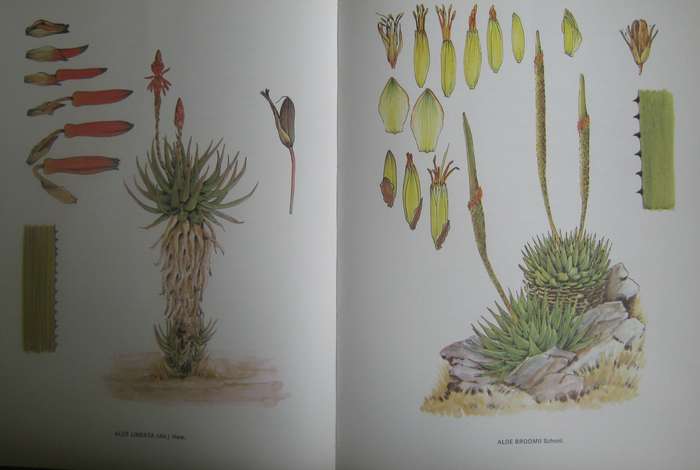 South African Aloes Barbara Jeppe