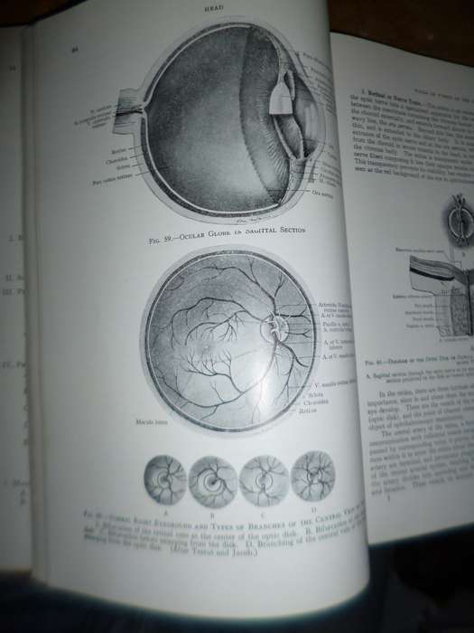 Surgical Anatomy 1947