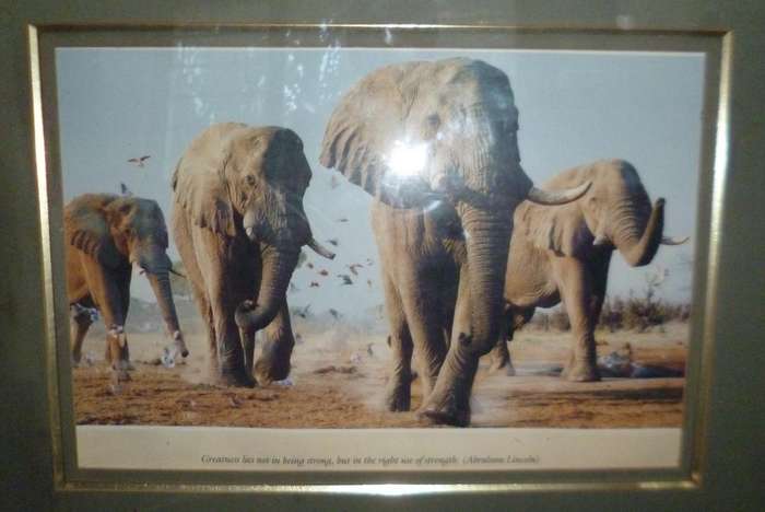 Elephant Print