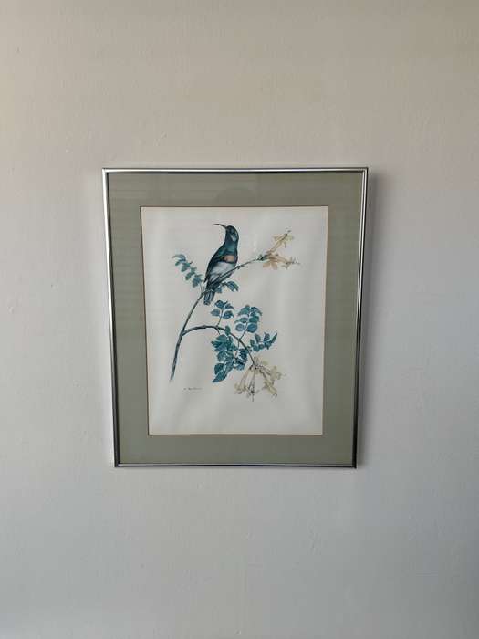 Framed K. Ray-Brower Vintage Print, Sunbird - Finished Size 38.5cm x 46cm