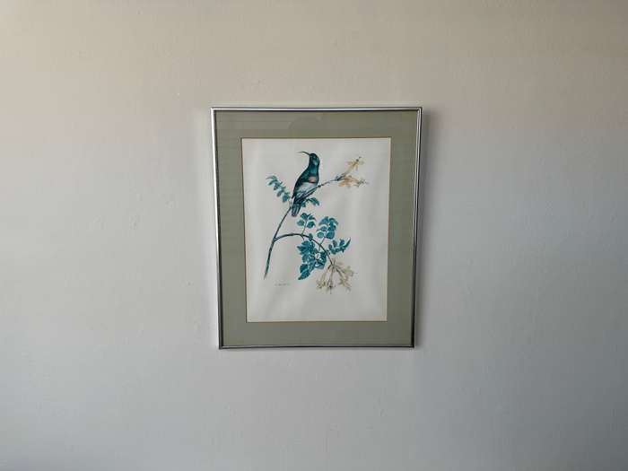 Framed K. Ray-Brower Vintage Print, Sunbird - Finished Size 38.5cm x 46cm