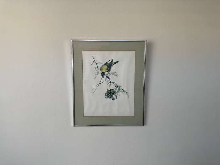 Framed Vintage Print, The Weaver Bird - Finished Size 38.5cm x 46cm