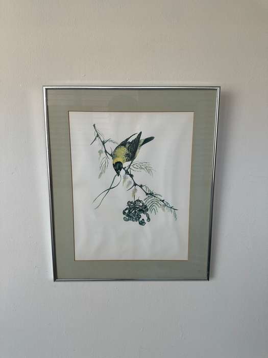 Framed Vintage Print, The Weaver Bird - Finished Size 38.5cm x 46cm