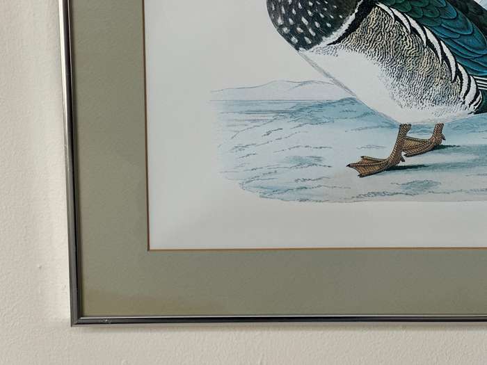 Framed Benjamin Fawcett Vintage Print, Summer Duck - Finished Size 38.5cm x 46cm