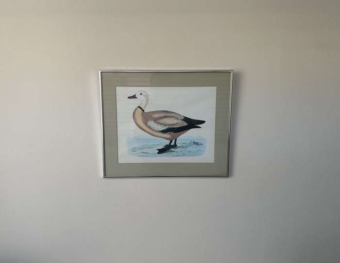Framed Henri De La Blanchere Vintage Print, Wild Fowl - Finished Size 38.5cm x 46cm
