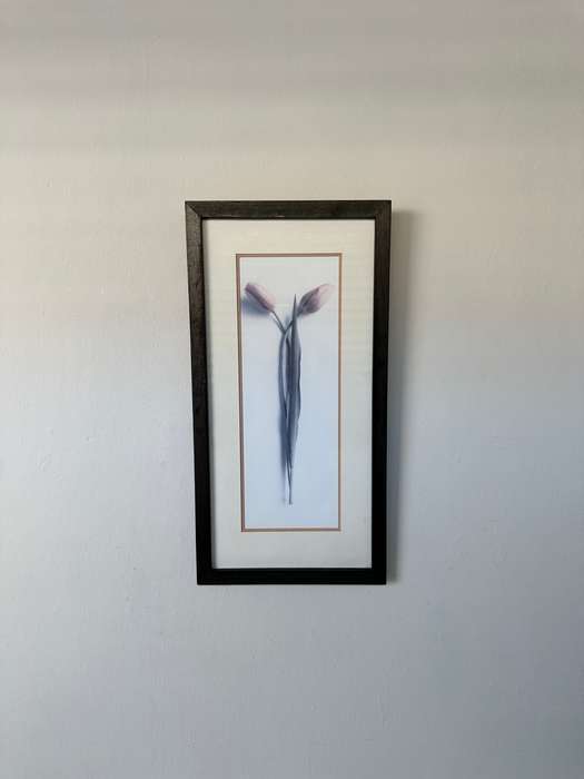 Framed Print, Tulips - Finished Size 26.5cm x 52.5cm
