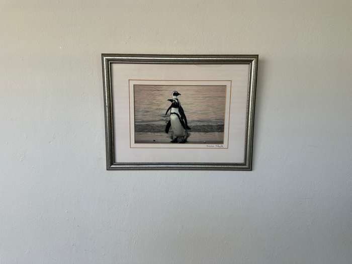 Framed Justin Sholk Photography, African Penguins - Finished Size 32.5cm x 25cm