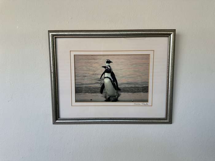 Framed Justin Sholk Photography, African Penguins - Finished Size 32.5cm x 25cm