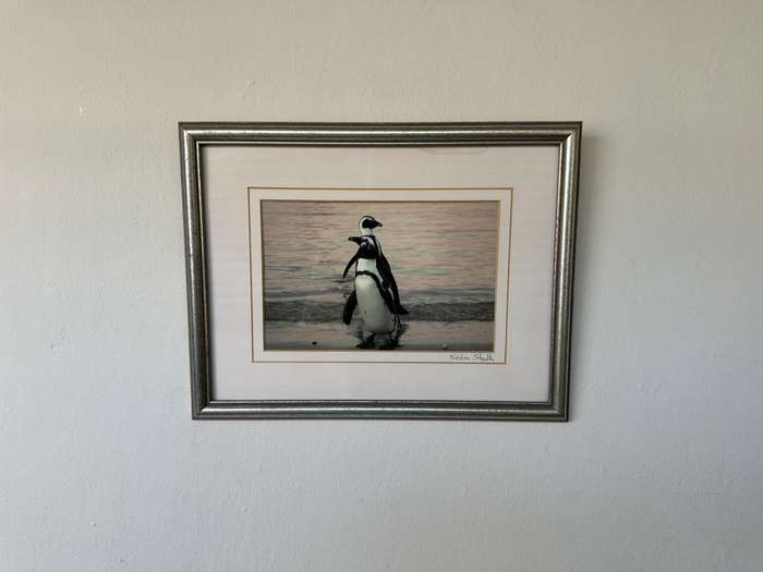Framed Justin Sholk Photography, African Penguins - Finished Size 32.5cm x 25cm