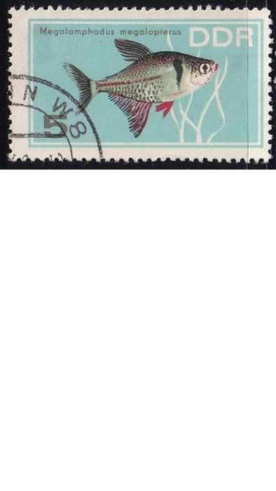 1966 Aquarium Fish, DDR. Germany.