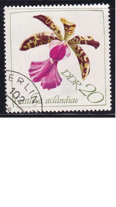 1968 Orhcids, DDR.