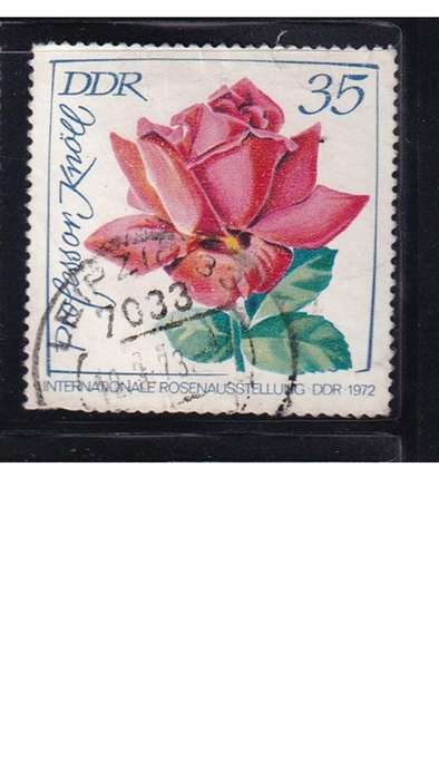 1972 International Rose Exhibition, DDR.