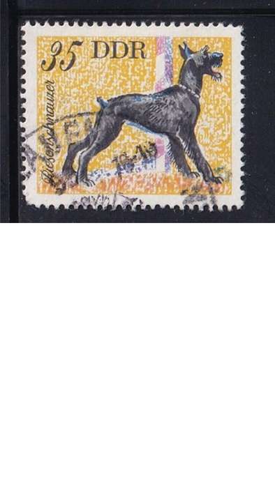 1976 Dogs, DDR.