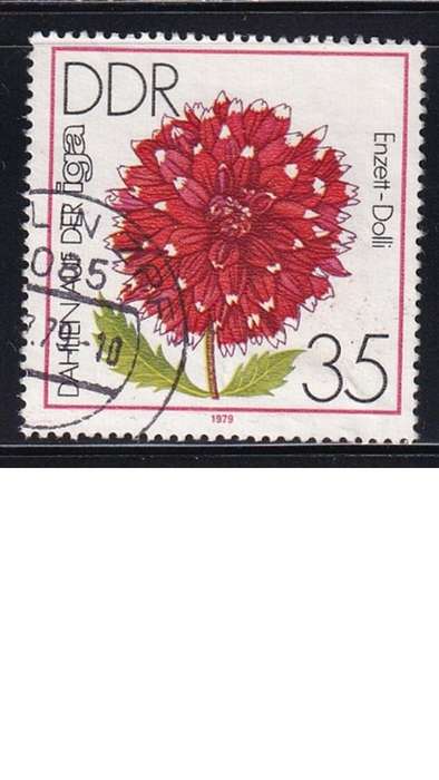 1979 Flowers - Dahlias - International Garden Exhibition, Erfurt, DDR.